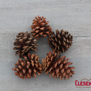 PINE CONE - PONDEROSA