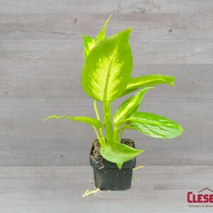 DIEFFENBACHIA - COMPACTA 3IN