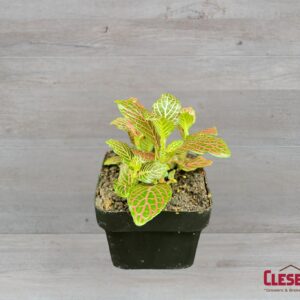 FITTONIA 3IN