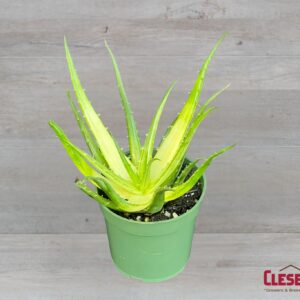 ALOE - SOLAR FLARE 4IN