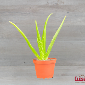 ALOE - VERA 4IN