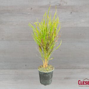 CROTON - PICASSO PAINTBRUSH 4IN