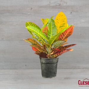 CROTON - PETRA 4IN