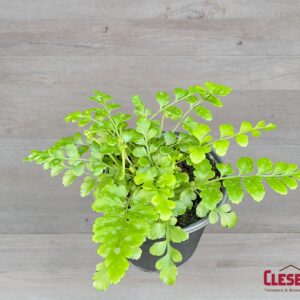 FERN - AUSTRAL GEM 4IN