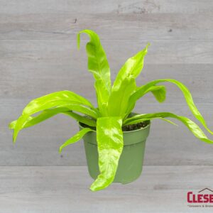FERN - BIRDSNEST 4IN