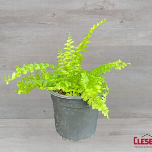 FERN - BOSTON 4IN