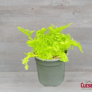 FERN - COTTON CANDY 4IN