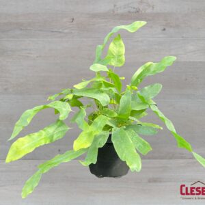 FERN - BLUE STAR 4IN