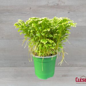 FERN - FROSTY 4IN