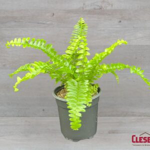 FERN - JESTER 4IN