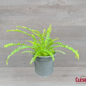 FERN - LEMON BUTTON 4IN