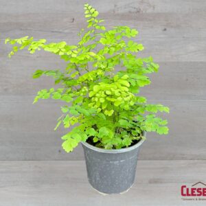 FERN - MAIDENHAIR 4IN