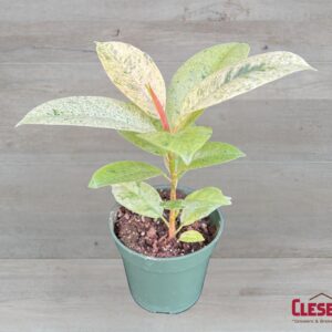 FICUS - RUBBER PLANT 4IN
