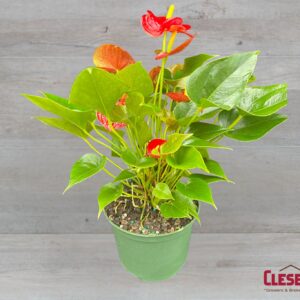ANTHURIUM - RED 6IN
