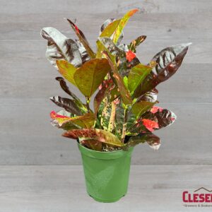 CROTON - MAGNIFICENT