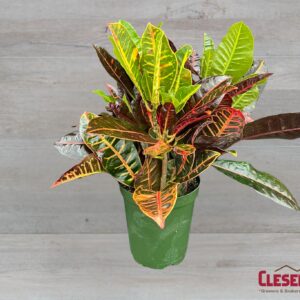 CROTON - PETRA 6IN