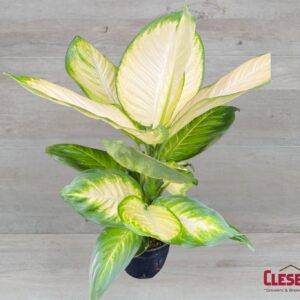 DIEFFENBACHIA - COMPACTA 6IN