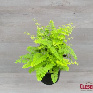 FERN - MAIDENHAIR 6IN