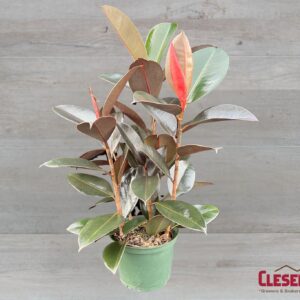 FICUS - RUBBER PLANT 6IN