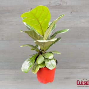FICUS - FIDDLE LEAF 6IN