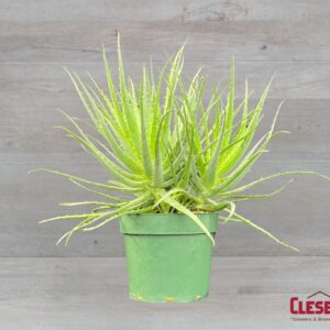 ALOE - HEDGEHOG 8IN
