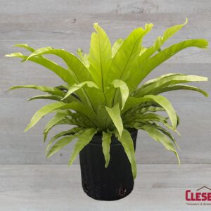 FERN - BIRDSNEST 8IN