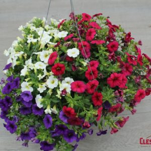 CALIBRACHOA - CONGA COMBO #7 10IN HB