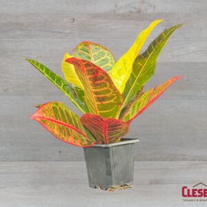 CROTON - PETRA 3IN