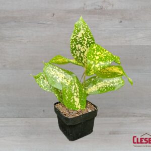 DRACAENA - FLORIDA BEAUTY 3IN