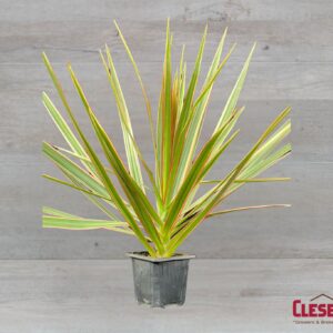 DRACAENA - MARGINATA 3IN