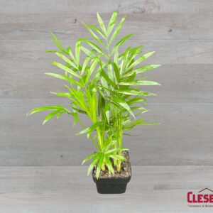 PALM - NEANTHE BELLA 3IN