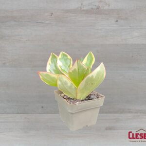 PEPEROMIA - GINNY 3IN