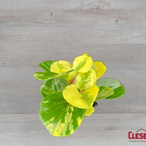 PEPEROMIA - MARBLE 3IN
