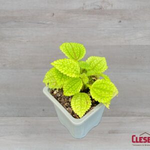 PILEA - MOON VALLEY 3IN