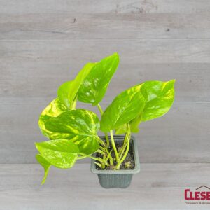 POTHOS - GOLDEN 3IN