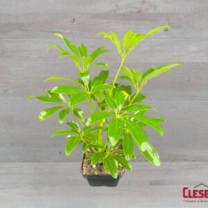 SCHEFFLERA ARBICOLA 3IN
