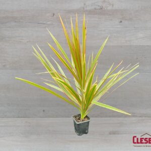 DRACAENA - BILCOLOR 3IN