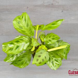 MARANTA - GREEN 4IN