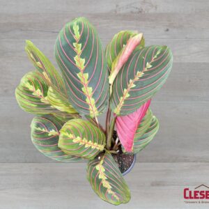 MARANTA - RED 4IN