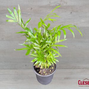 PALM - NEANTHE BELLA 4IN