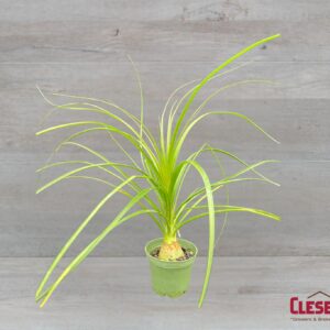 PALM - PONY TAIL 4IN