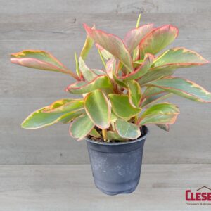 PEPEROMIA - GINNY 4IN