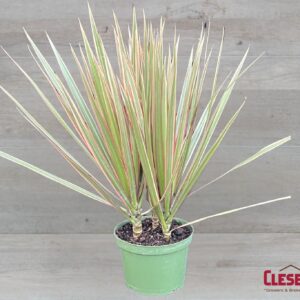 DRACAENA - MARGINATA 6IN
