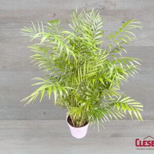 PALM - NEANTHE BELLA 6IN