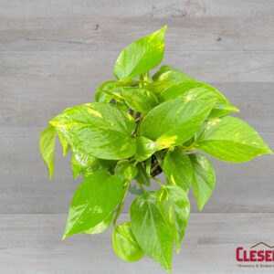 POTHOS - GOLDEN 4IN