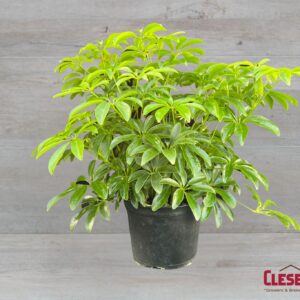 SCHEFFLERA ARBICOLA 6IN