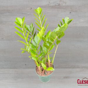 ZZ PLANT 6IN