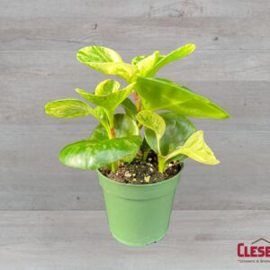 PEPEROMIA - MARBLE 4IN