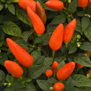 ORNAMENTAL PEPPER - ACAPULCO XP DARK ORANGE 4IN