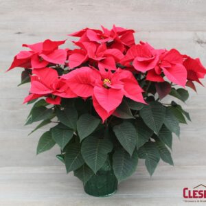POINSETTIA - RED 7.5" 2 BRANCH